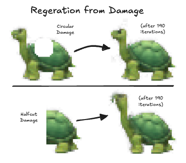 Regeneration capability